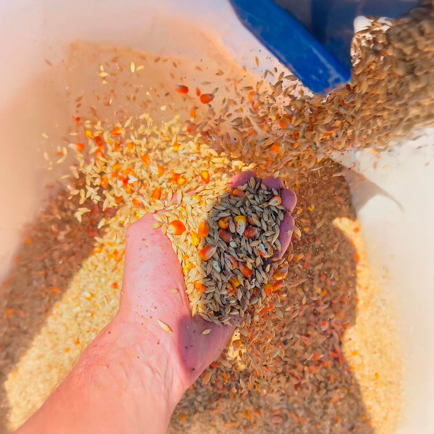 Convoyeur à vis flexible - Moteur 380V - Usage industriel - Céréales, sable, sciure